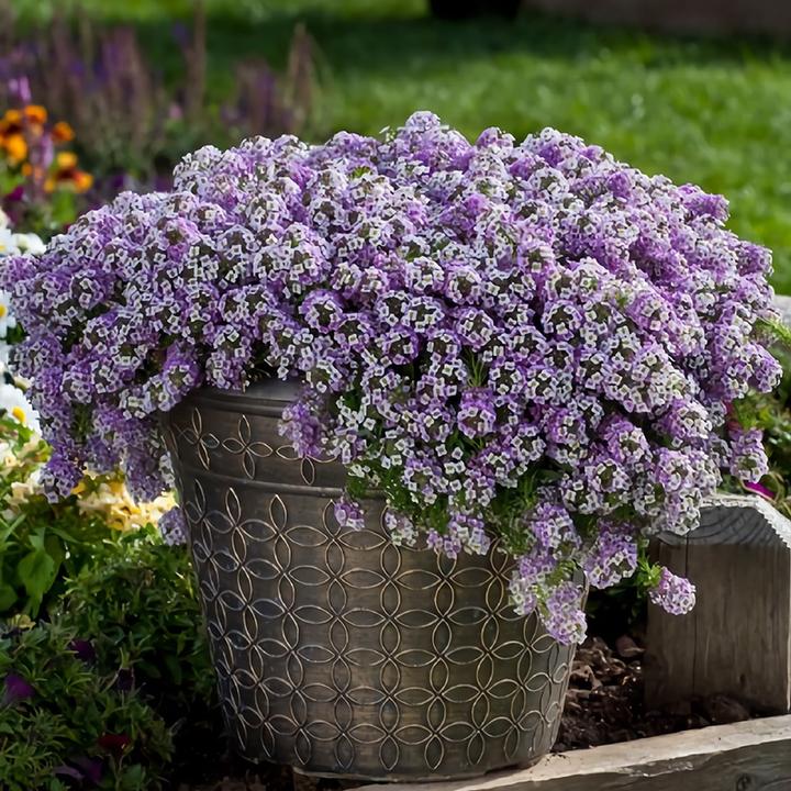 香雪球花种子室外庭院多年生耐寒花卉孑地被花海室内阳台垂吊花籽