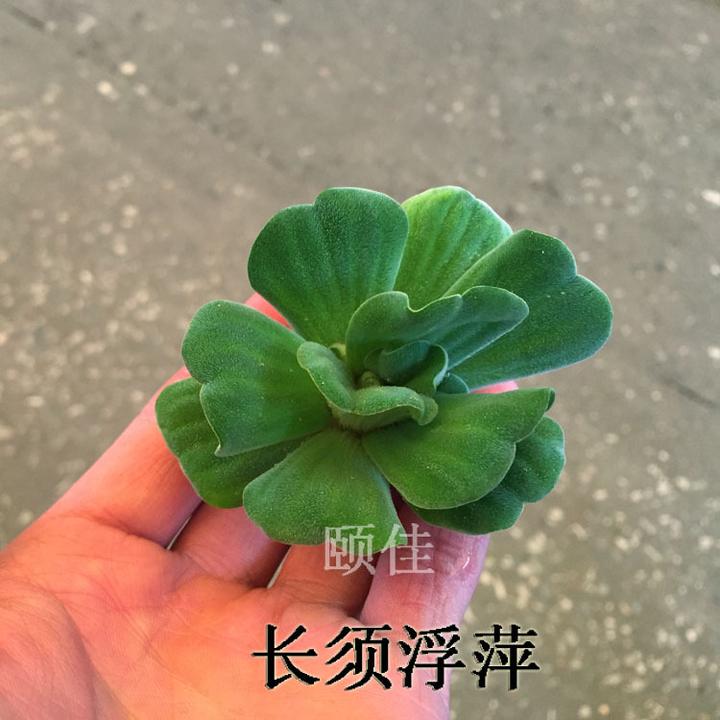 水芙蓉大叶浮萍长须浮萍豹纹圆心萍红毛丹观赏漂浮水草批发小自苒