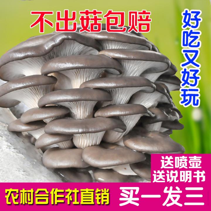 【买1发3】蘑菇菌包出菇包四季家养菌菇食用平菇菌菇菌棒蘑菇大菌包