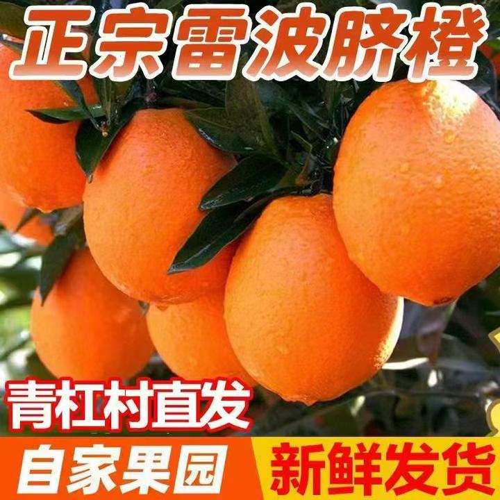 四川雷波脐橙产地爆汁橙子现摘现发坏果包赔汁水多多