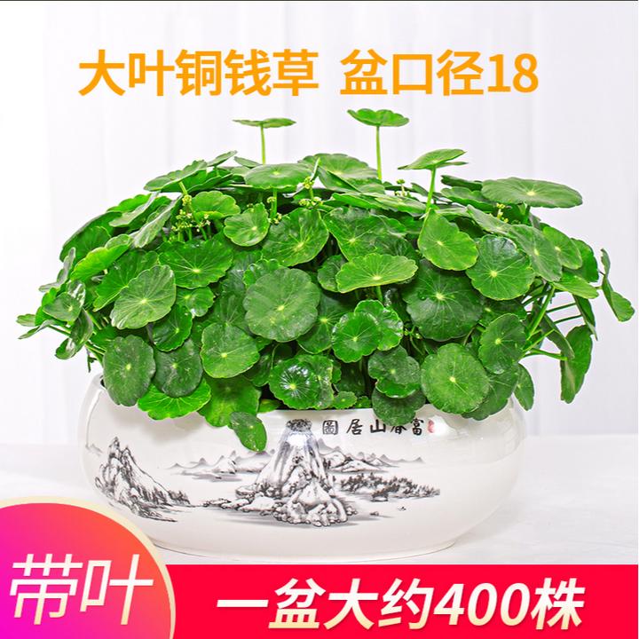 铜钱草水培植物大叶金钱草带叶阳台庭院桌面水养绿植盆栽四季好养