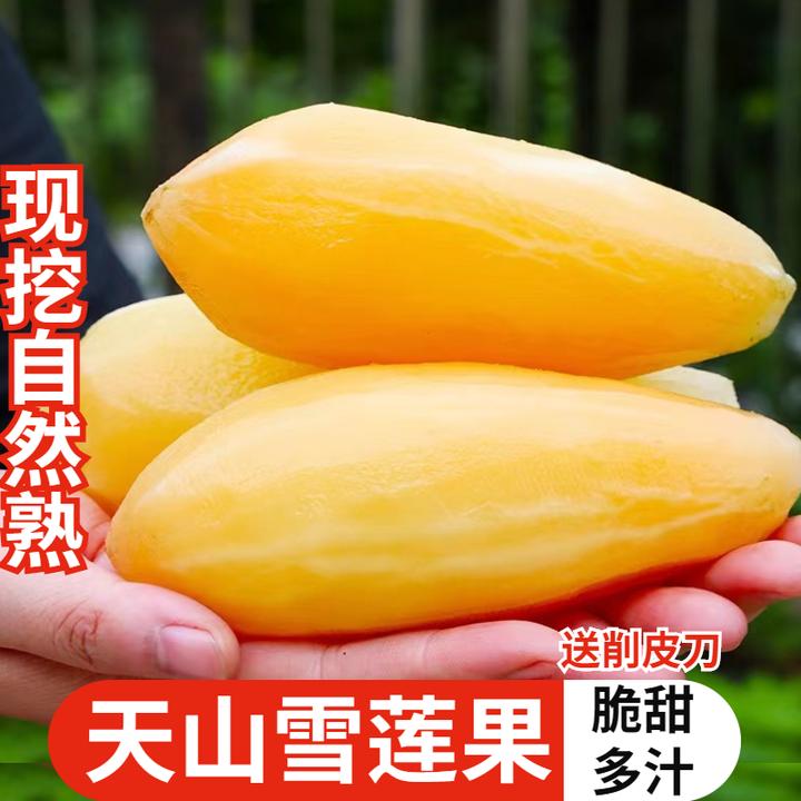 云南天山雪莲果5斤现挖脆甜多汁应季水果雪莲果水果