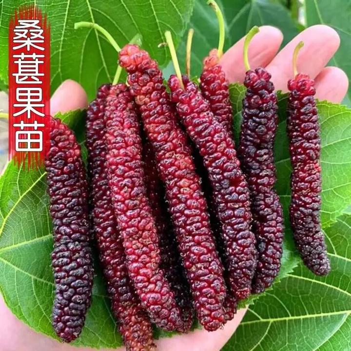 台湾长果桑苗盆栽食用桑葚树苗南北方种地栽果树苗桑树苗当年结果