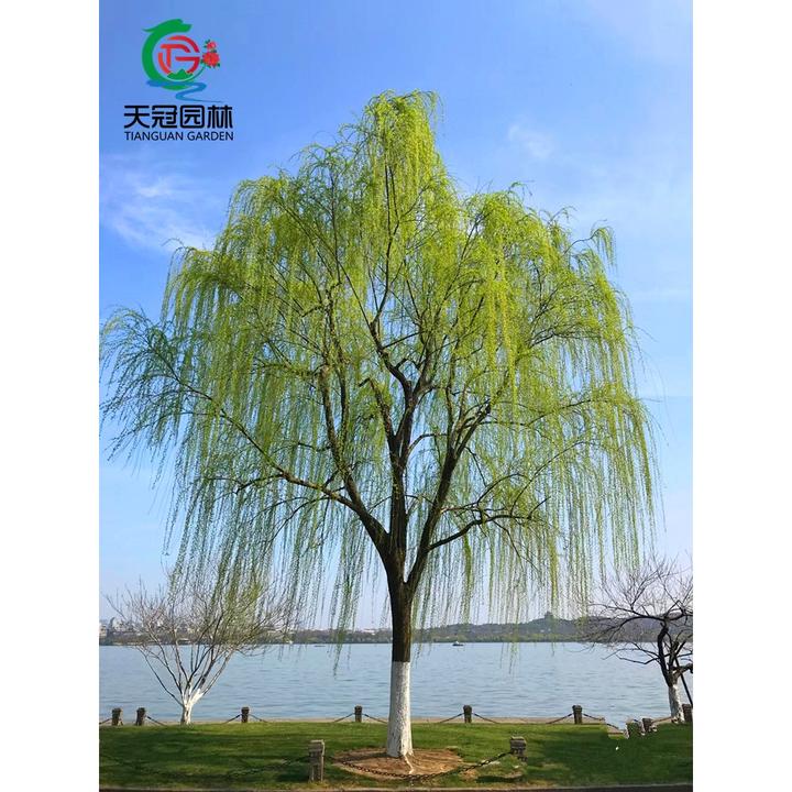 垂柳树苗黄金柳青皮直柳园林行道大型耐寒风景树金丝柳速生柳树苗
