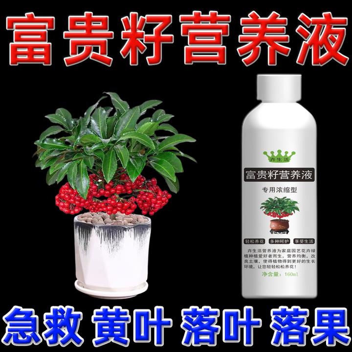 富贵籽专用肥营养液富贵子肥料金玉满堂水溶肥黄金万两黄叶焦叶