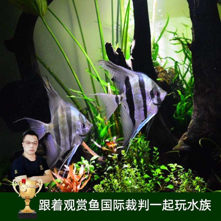 新手养鱼｜神仙鱼新手套餐｜燕鱼｜七彩神仙鱼观赏鱼｜开缸造景｜草缸