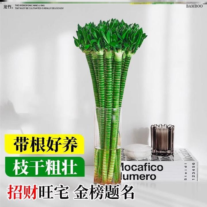 带根文昌竹龙竹富贵竹水培植物客厅招财竹室内水养绿植盆栽观音竹
