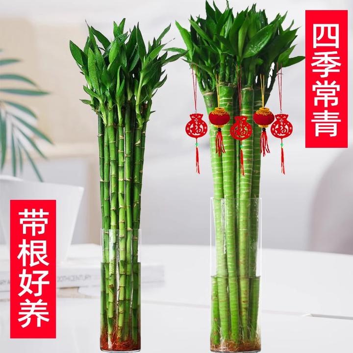 节节高文昌竹龙竹水养书房富贵竹转运竹水部养殖客厅绿植物盆栽