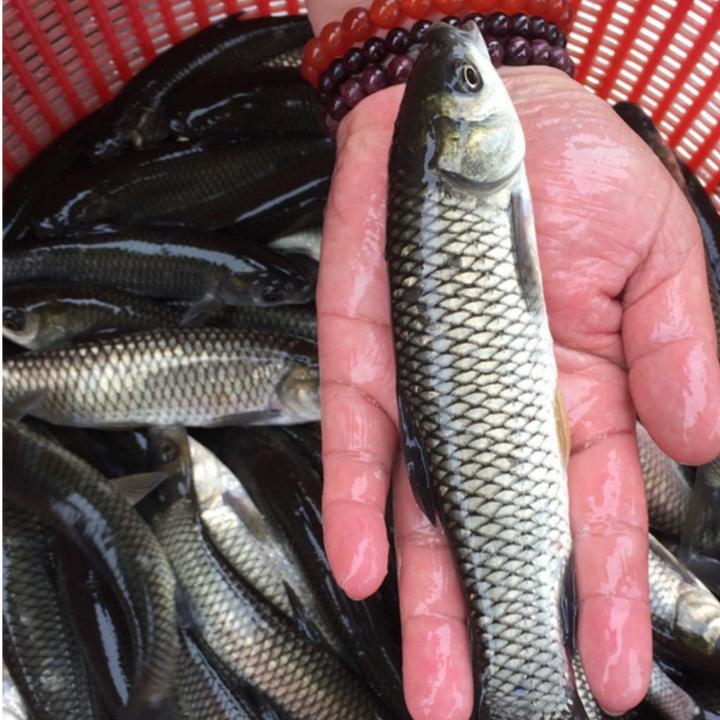 大草鱼淡水养殖食用特大鲜活便宜脆肉草鱼