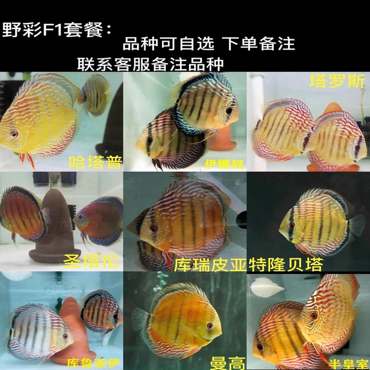 高品质热带观赏鱼七彩神仙野彩天子蓝红妃黄金财神老虎狗套餐包邮