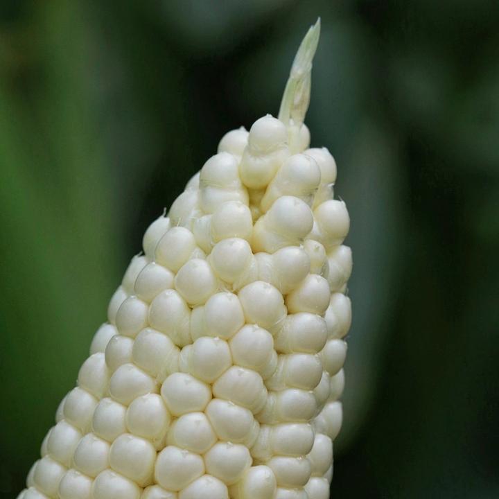 正宗 农科糯336玉米  真空包装 七分甜三分糯还有一点微微粘