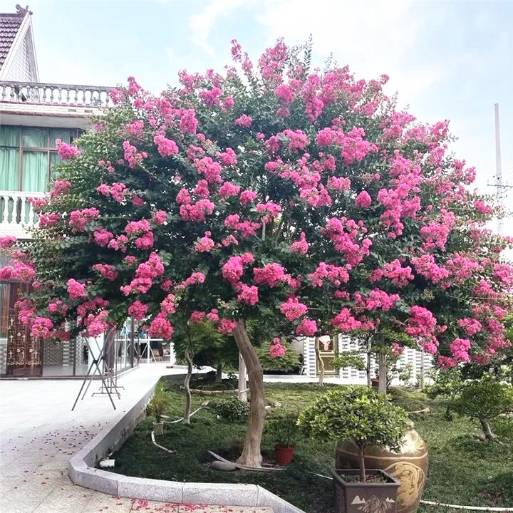 紫薇花树苗庭院红花紫薇小苗行道大型耐寒绿化风景树苗丛生紫薇花