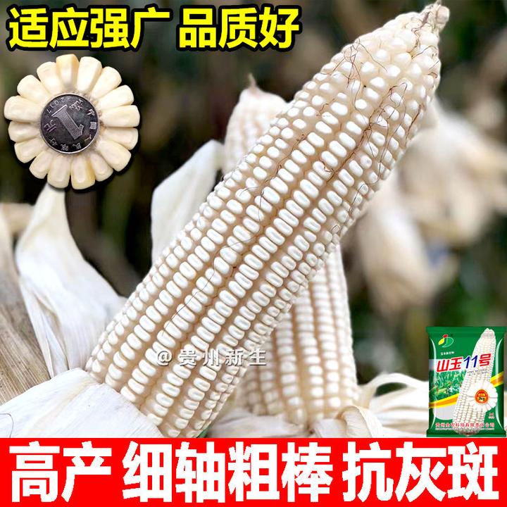 山玉11大马牙杂交白色玉米种子高产稳产白包谷种白色玉米包谷种孑