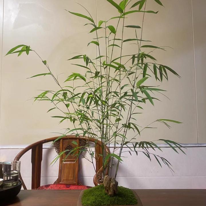 台湾内门竹～竹子中的劳斯莱斯1杆50（2到10杆都有）塑料盆发货