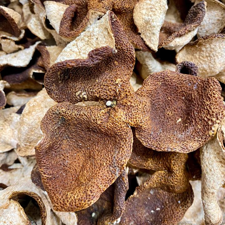 【2019新会天马大红皮】生晒干仓陈皮广东新会陈皮藏家必入陈皮茶