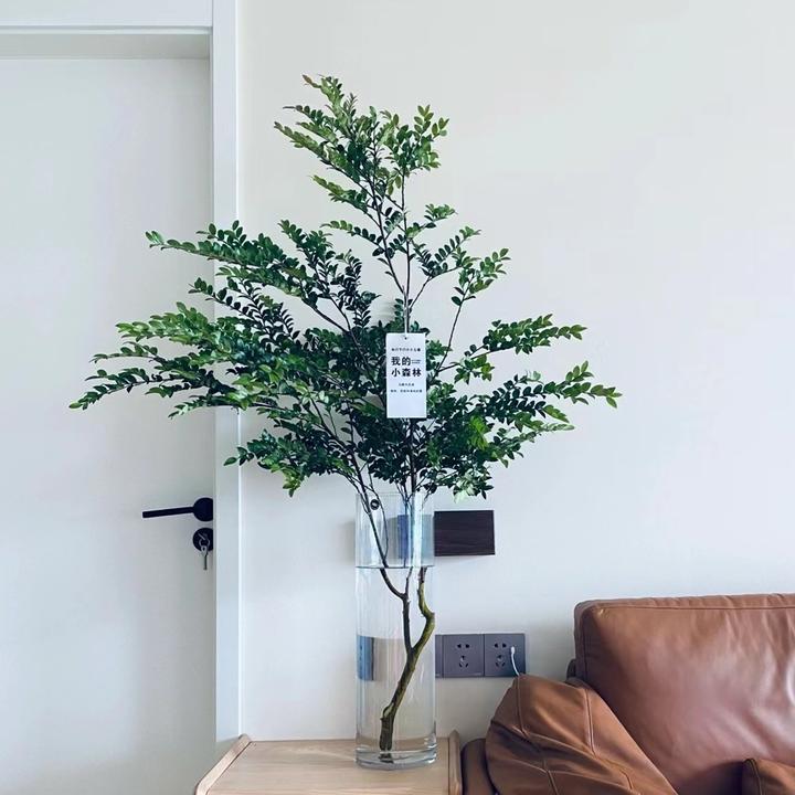 美男树水培植物室内好养护家里吊钟茂盛鲜切高端马醉木枝水培绿植