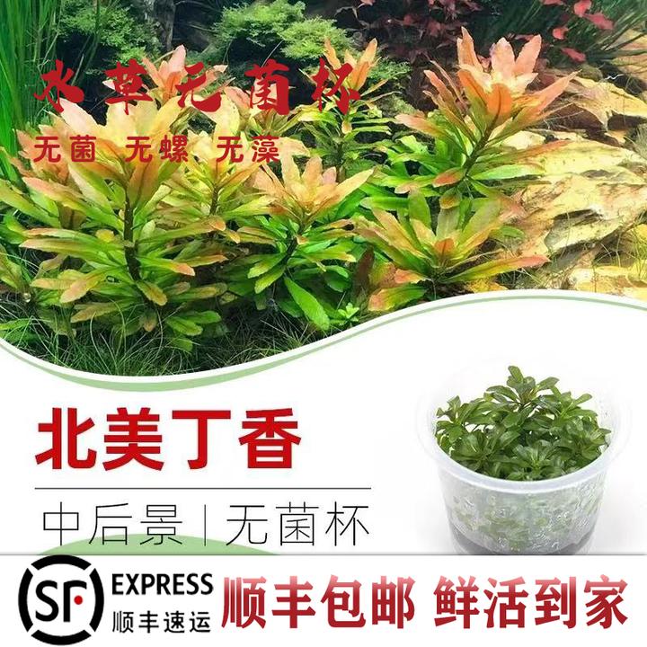 【北美丁香】无菌杯水草阴性草中后景耐活新手懒人净化增氧新鲜活草