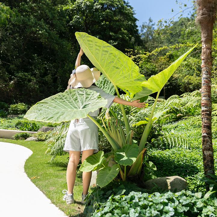 巨型品种象耳芋【龙猫同款】大野芋绿植庭院热带大型观叶造景绿植