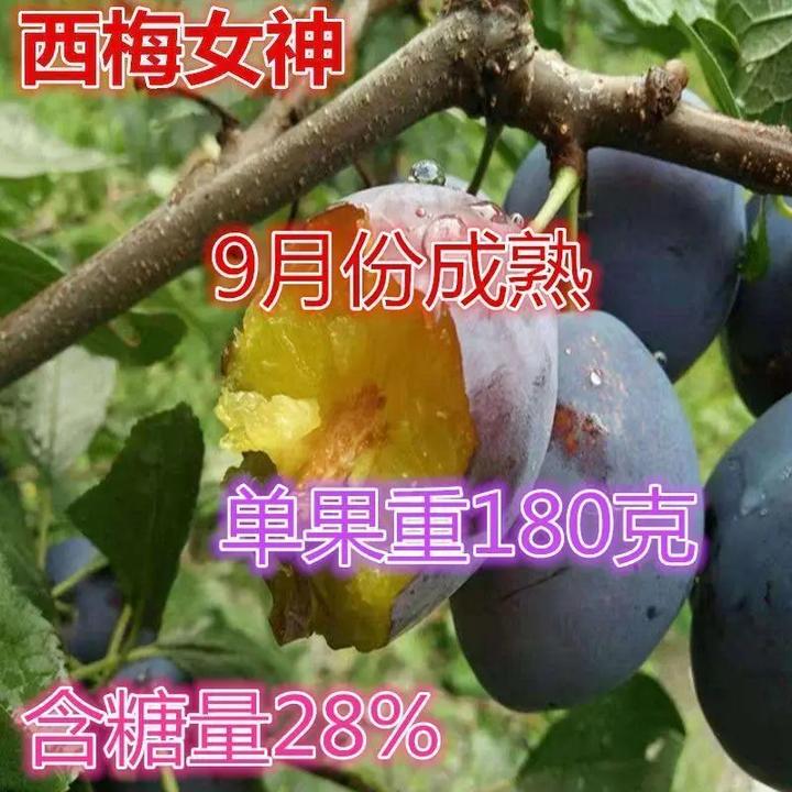 西梅女神李子树苗李子苗南北方种植嫁接抗寒高产盆栽地栽当年结果