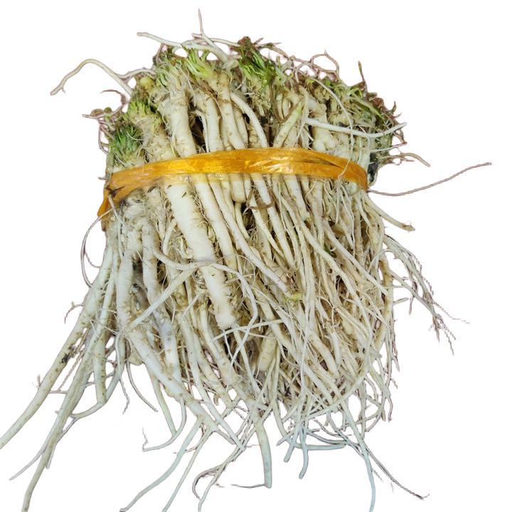 东北新鲜岗地根荠荠菜根五花肉炖土豆清洗干净发货一斤二斤包邮