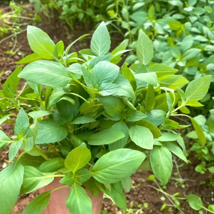 【我的农村365】河南荆芥大叶新鲜荆芥菜半斤 1斤2斤3斤现摘带根