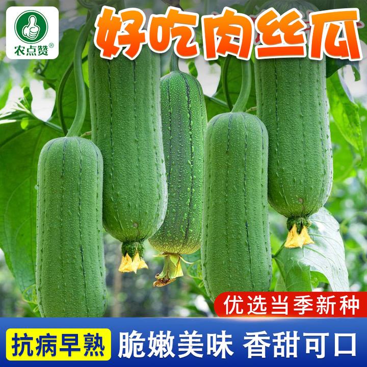 好吃肉丝瓜种子 特大肉丝 瓜种籽春夏秋四季阳台盆栽农家蔬菜种孑