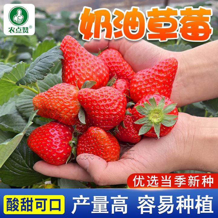 草莓种籽子奶油草莓盆栽苗四季开花结果室内外花卉盆栽阳台花种子