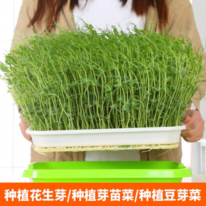 【买一送一】育苗盘 阳台无土栽培水培盆种菜盆蔬菜种植盆发芽