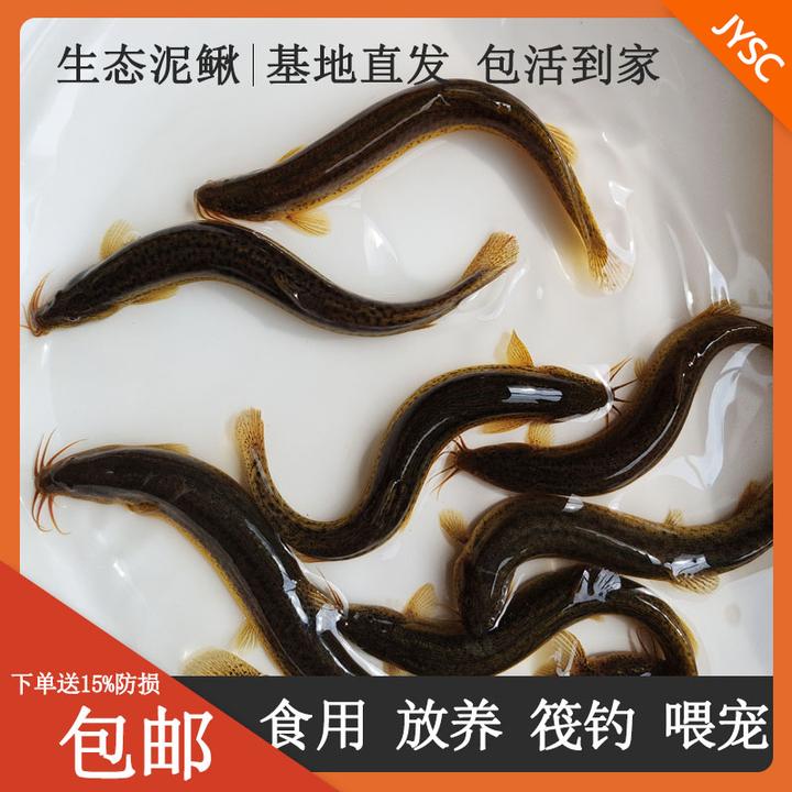 鲜活大泥鳅养殖喂宠清理鱼缸适合乌龟观赏鱼翘嘴鲈鱼黑鱼饵料