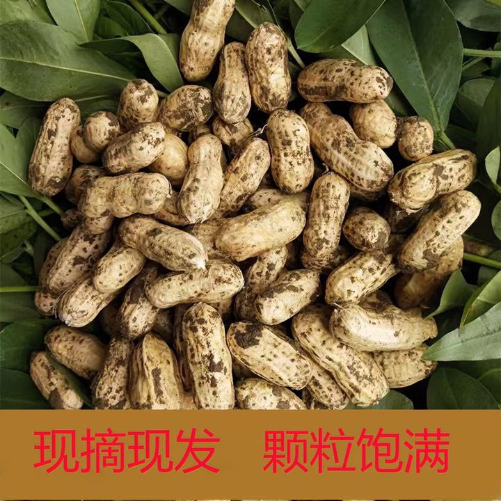 新鲜湿2025年现挖带泥鲜湿带壳粉皮水煮生农家菜