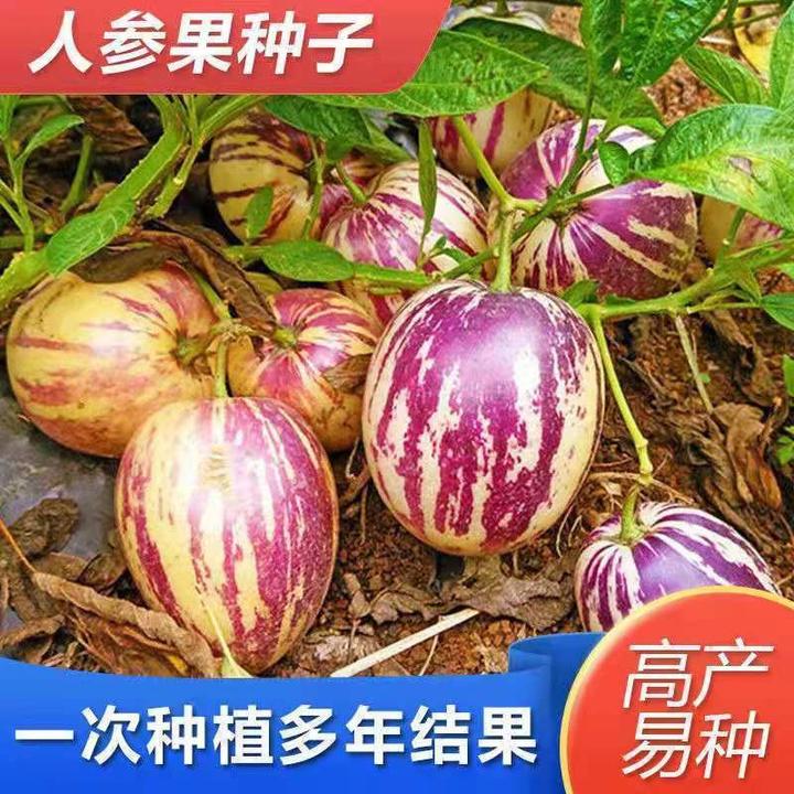 【奶香人参果种子】四季播种盆栽阳台小院种植简单夏季开花高产水果