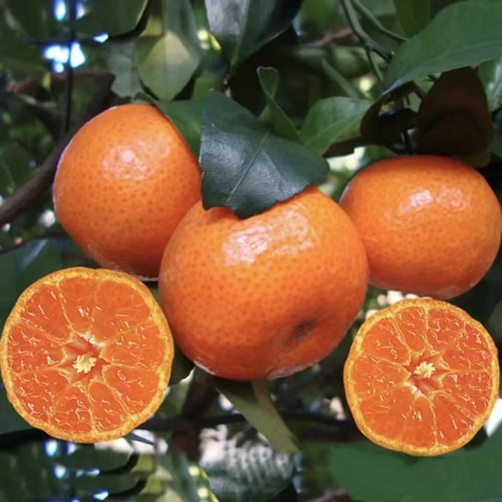 【砂糖橘果树苗 】广西砂糖橘苗庭院植物盆栽地栽阳台庭院四季种植