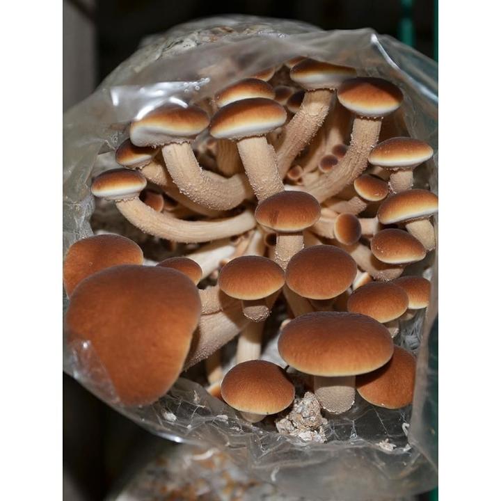 【包出菌】茶树菇菌包蘑菇种植包菌种盆栽家种菌菇香菇四季家庭