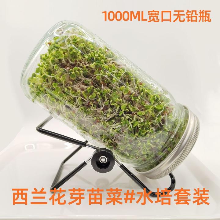 当季西兰花芽苗种子高萝卜硫素梅森瓶种植水培芽苗菜西蓝花新种孑