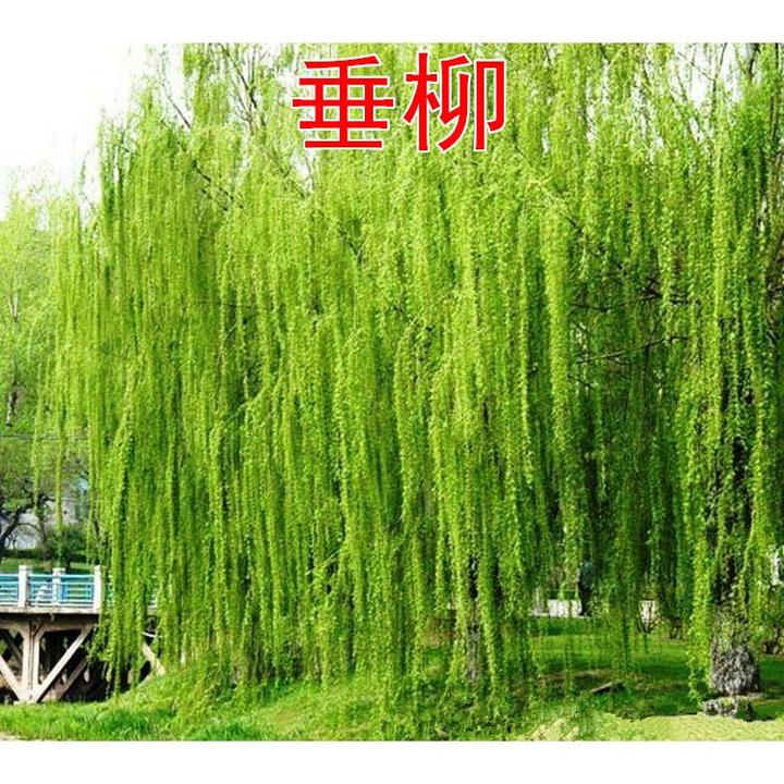 张晗柳树苗河边垂柳树苗柳苗柳树扬柳苗垂柳小苗大苗绿化苗工程苗