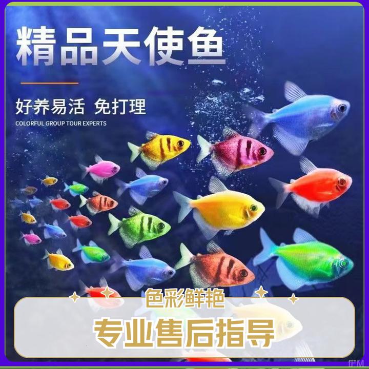 天使小型淡水金鱼纯色天使热带混养草缸鱼观赏鱼活体养殖荧光糖果