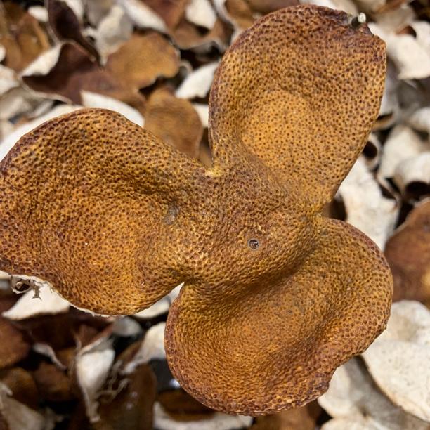 2022年正宗新会茶坑圈枝冬后大红陈皮正宗陈皮茶广东新会陈皮