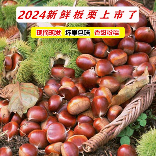 大板栗2024年新鲜生栗子毛菜栗子大果非油栗新鲜现发
