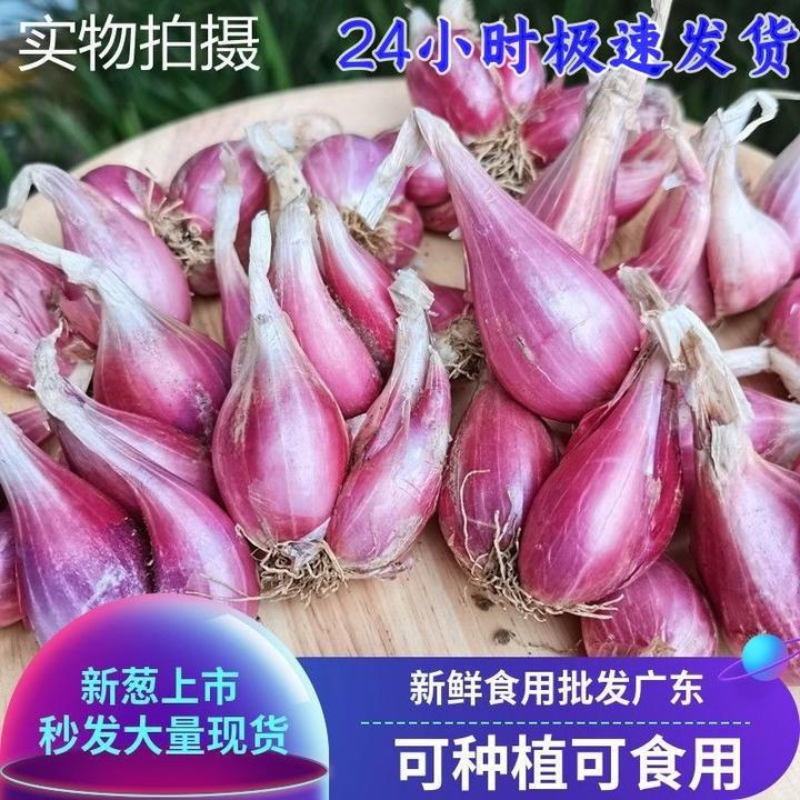 四季250g新鲜火葱斤阳台四川葱头【盆栽葱精选3可种植】/香葱头