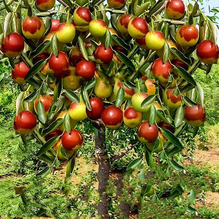 正宗沾化冬枣树苗庭院果树苗南方北方种植盆栽地栽枣树树苗