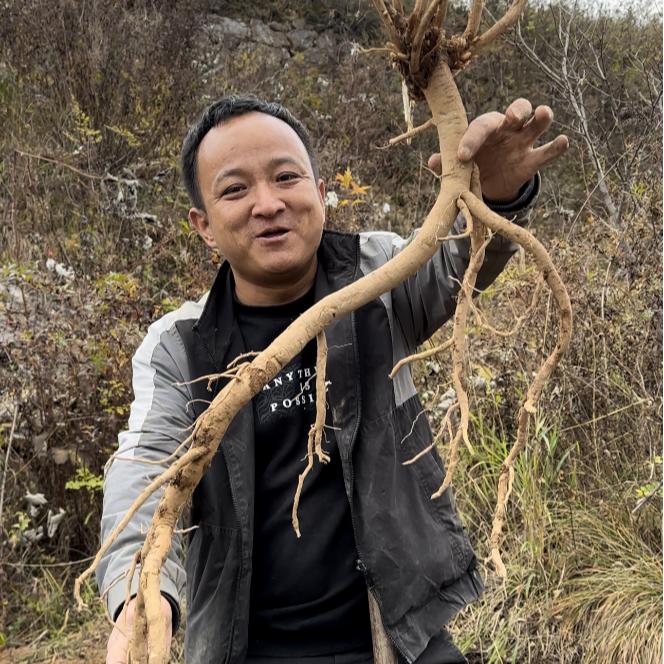 山货黄芪 甘肃山货黄芪 非种植的已切片 中小片山货黄芪