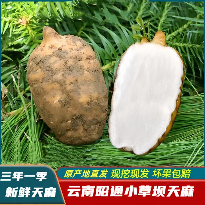 云南新鲜天麻正宗云南昭通小草坝天麻产地现挖直发仿野生乌天麻