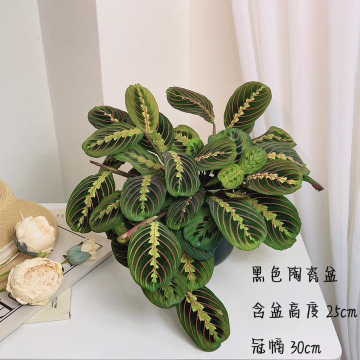 叶蝉红脉竹芋稀有进口耐阴室内垂吊卉长藤垂吊植物室内吸甲醛盆栽