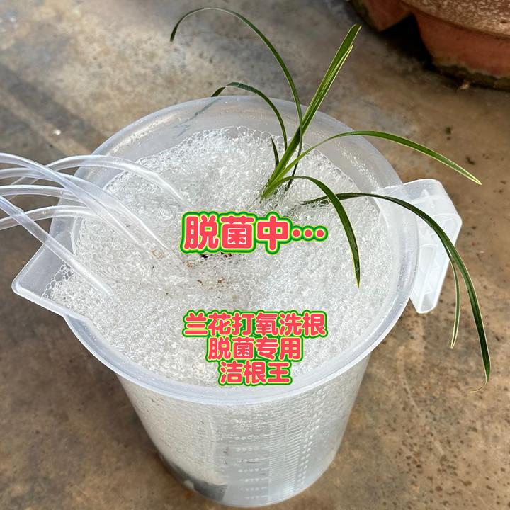 洁根王兰花根部脱菌兰花打氧洗根专用根部彻底消毒兰花养根护根用