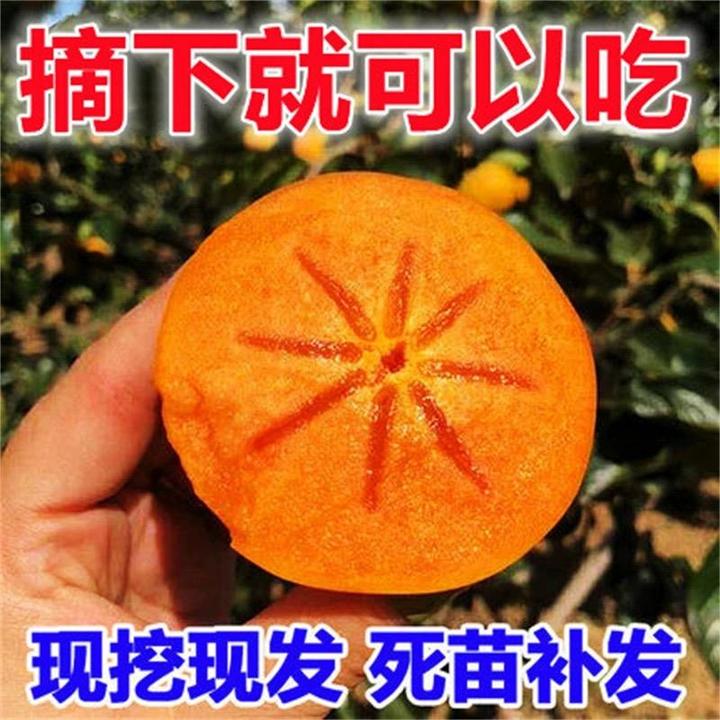 直播脆柿苗无核柿子嫁接果树苗庭院阳台种植南方北方种植当年结果
