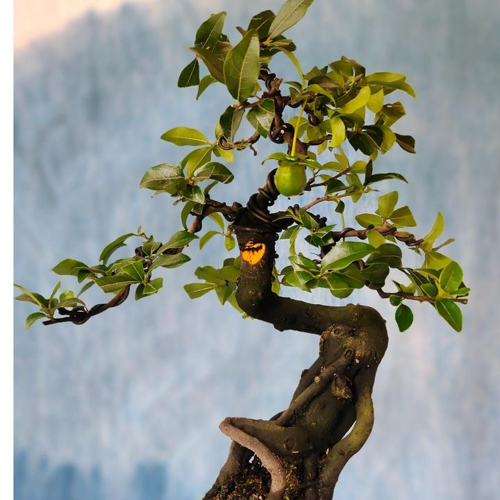 金弹子老桩人工桩附石抱石盆景