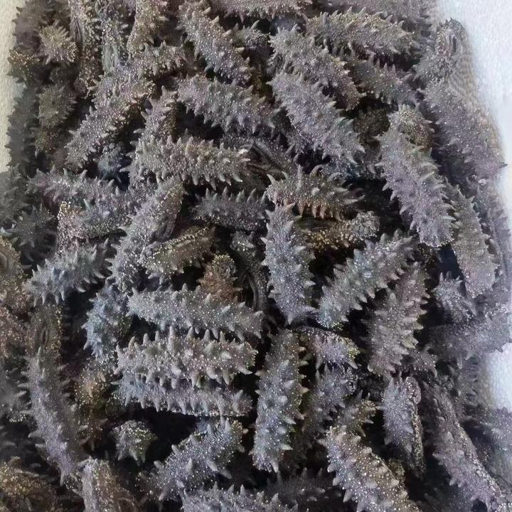 [顺丰空运]150头俄罗斯进口纯淡干海参原货足干二红高泡发16-20倍