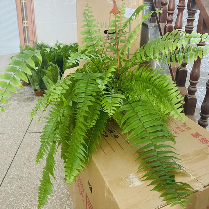 霸王蕨盆栽室内大小绿植苗喜阴喜湿润网红垂吊蕨类植物办公室好养