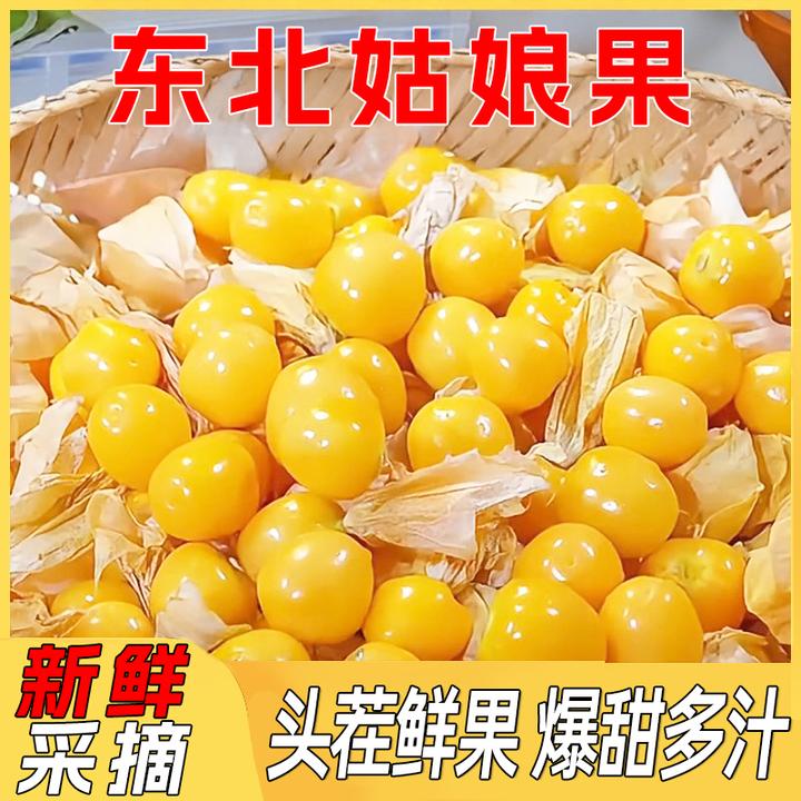 东北姑娘果超甜黄菇娘水果新鲜东北灯笼果S9-5SS1