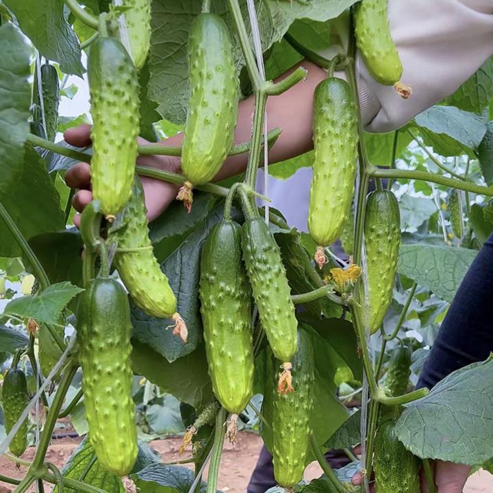 全雌香黄瓜种子家庭阳台小院盆栽地栽四季种植